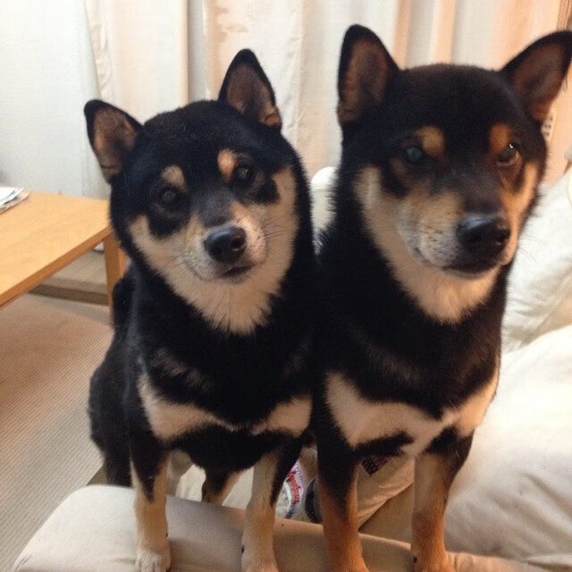 奥运周期关键战焦点战,雄鹿爆冷灰熊的战术启示